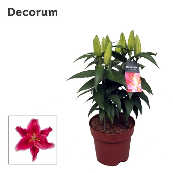 <h4>Lilium Or Starlight Express</h4>