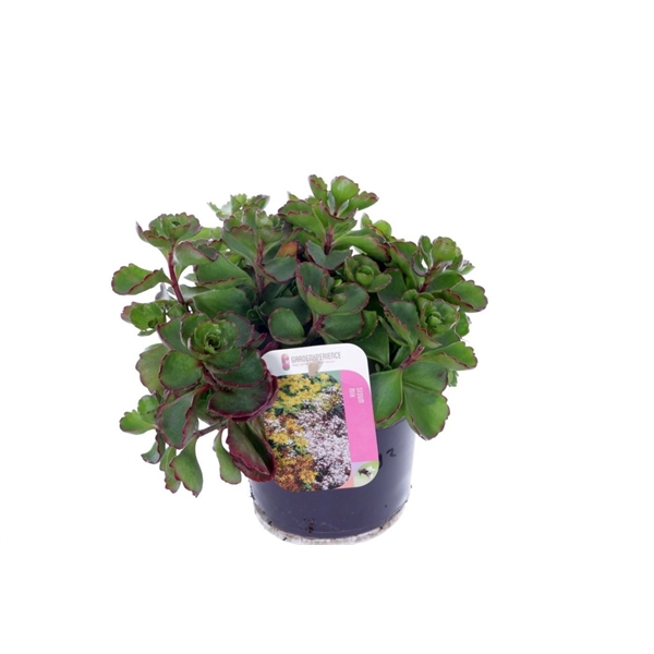 <h4>Sedum spurium Purple winter</h4>