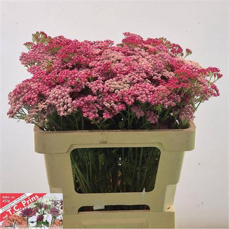 <h4>Achillea M Bianca Class</h4>