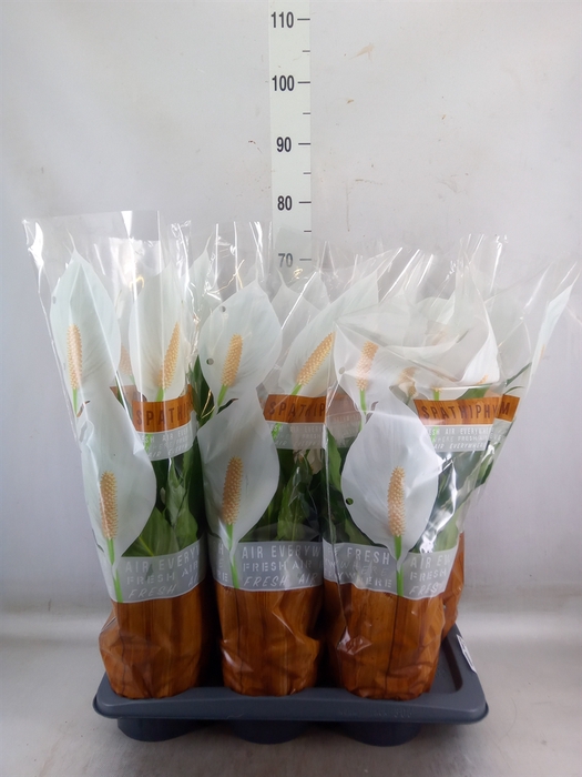 <h4>Spathiphyllum  'Sweet Chico'</h4>