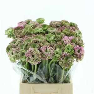 Ran Ponpon Hermione Pink Extra