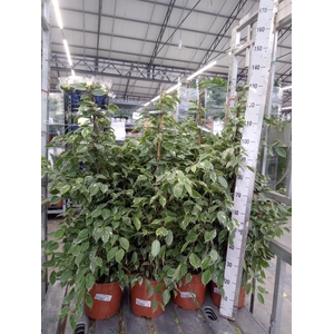 Ficus benja. 'Golden King'