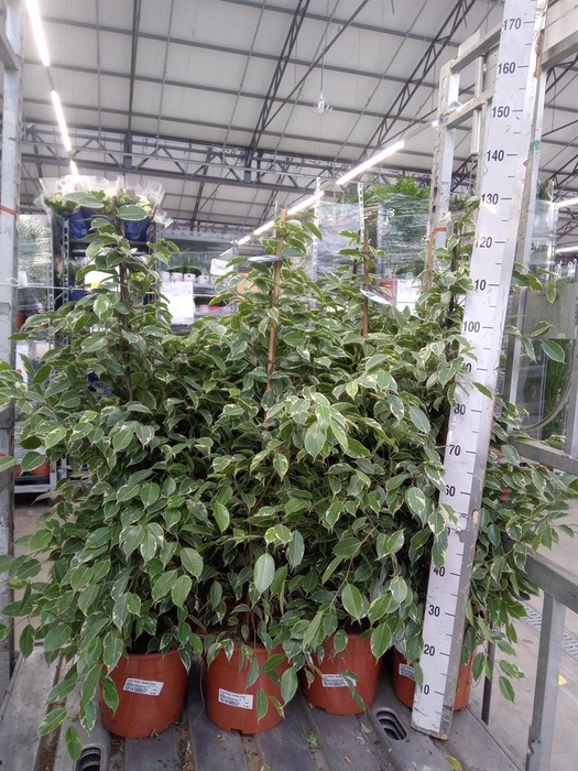 <h4>Ficus benja. 'Golden King'</h4>