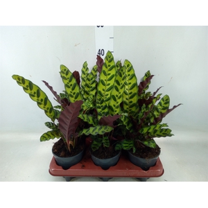 Calathea lancifolia