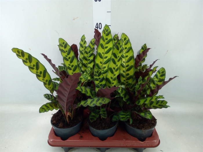 <h4>Calathea lancifolia</h4>