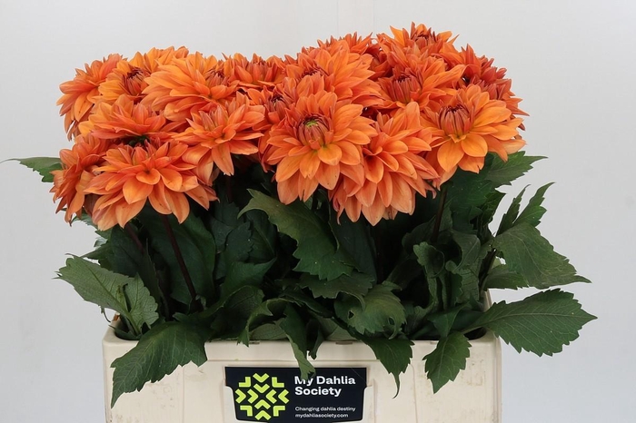 <h4>Dahlia Overig</h4>