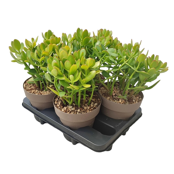 <h4>CRASSULA OVATA PORTULACEA - POT Ø 16 (SUCCULENTEN)</h4>