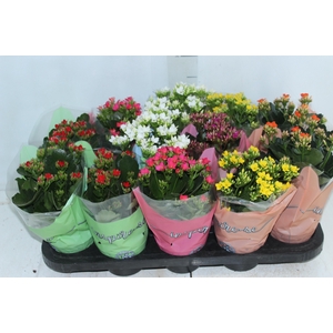 KALANCHOE P11