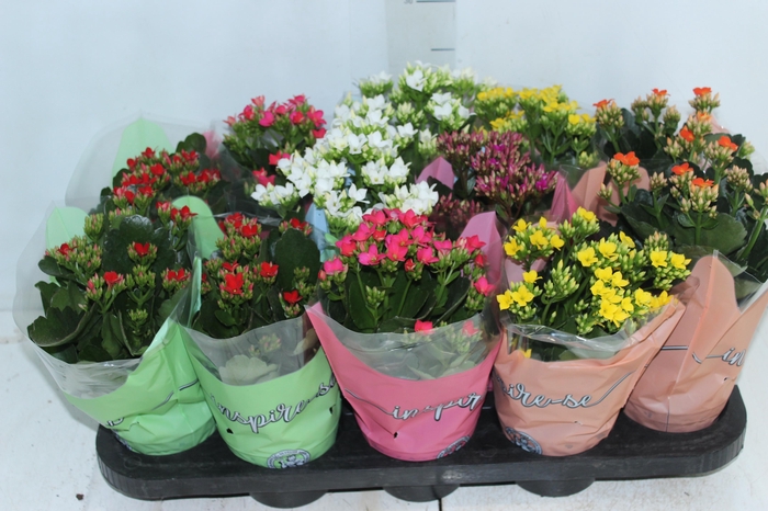 <h4>KALANCHOE P11</h4>