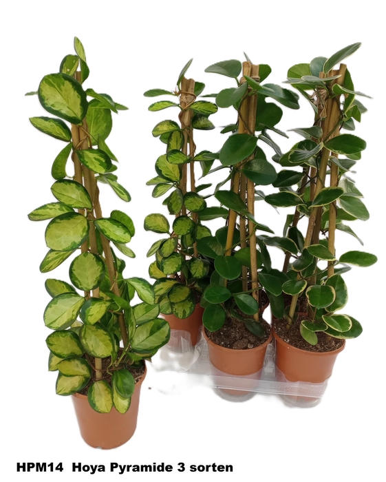 arr8 Hoya Gem Piramide