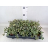 Sedum sieboldii