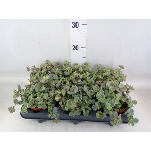 Sedum sieboldii