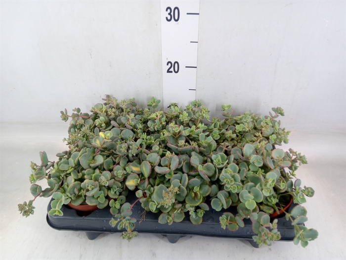 <h4>Sedum sieboldii</h4>