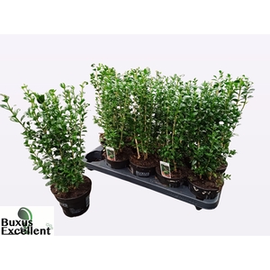 BUXU SEMPERVIRENS