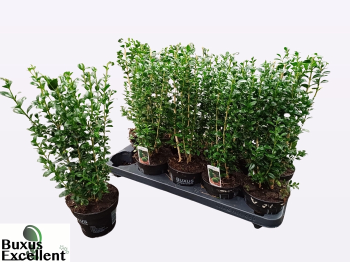 <h4>BUXU SEMPERVIRENS</h4>