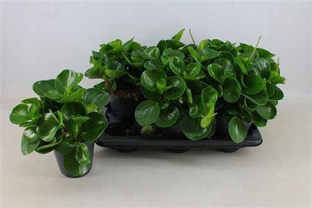 <h4>Pep Obt Green Gold</h4>