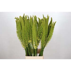 Eremurus Moneymaker