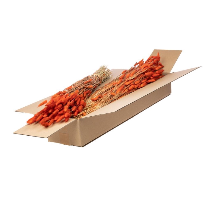 <h4>Lagurus séché Orange</h4>