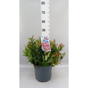 Leucothoe axillaris 'Zeblid'