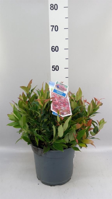 <h4>Leucothoe axillaris 'Zeblid'</h4>