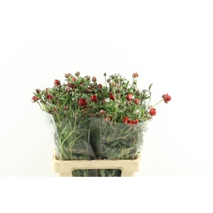 Ran M Tangerine 60cm