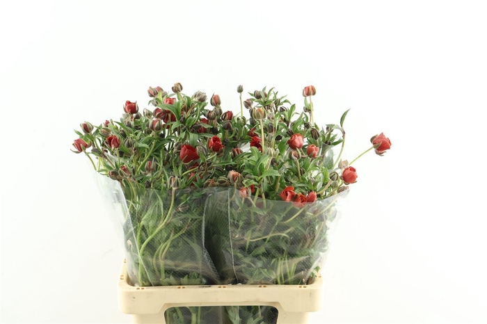 <h4>Ran M Tangerine 60cm</h4>