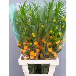 SANDERSONIA