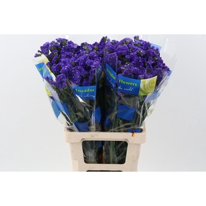 Lim S Crystal Dark Blue 70cm