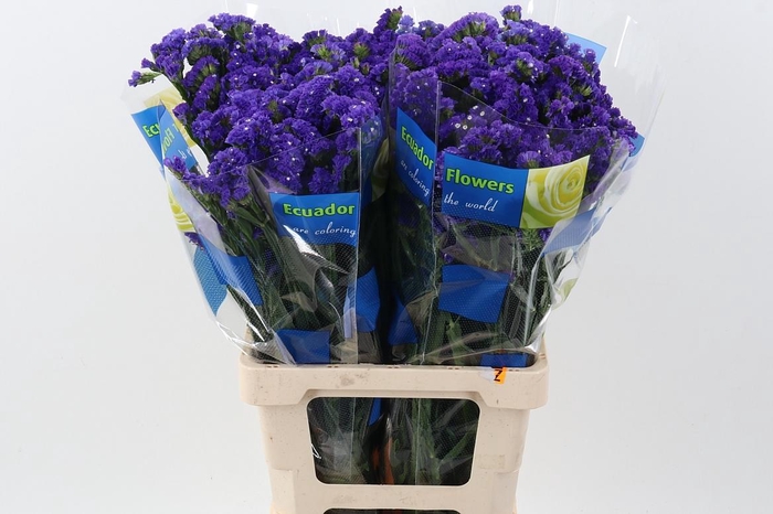 <h4>Lim S Crystal Dark Blue 70cm</h4>