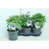 Agastache Blue Fortune