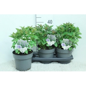 Agastache Blue Fortune