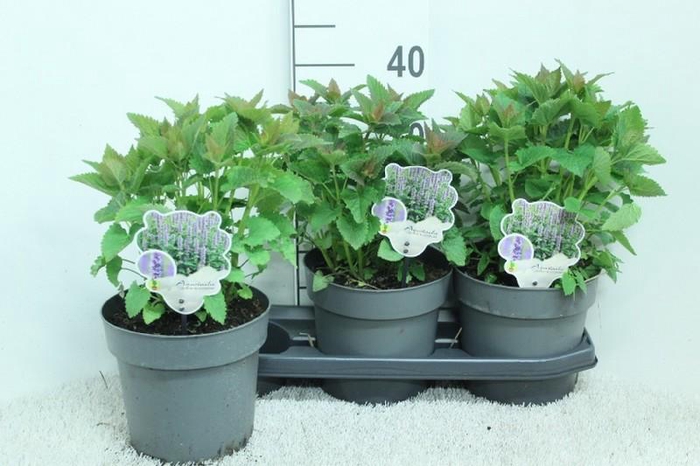 <h4>Agastache Blue Fortune</h4>
