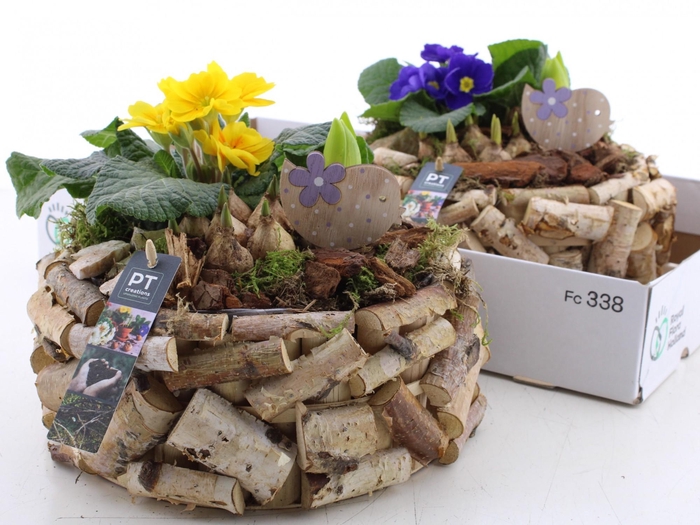 <h4>BOLBLOEMEN OV</h4>