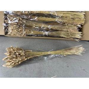 Dried Lagurus Naturel