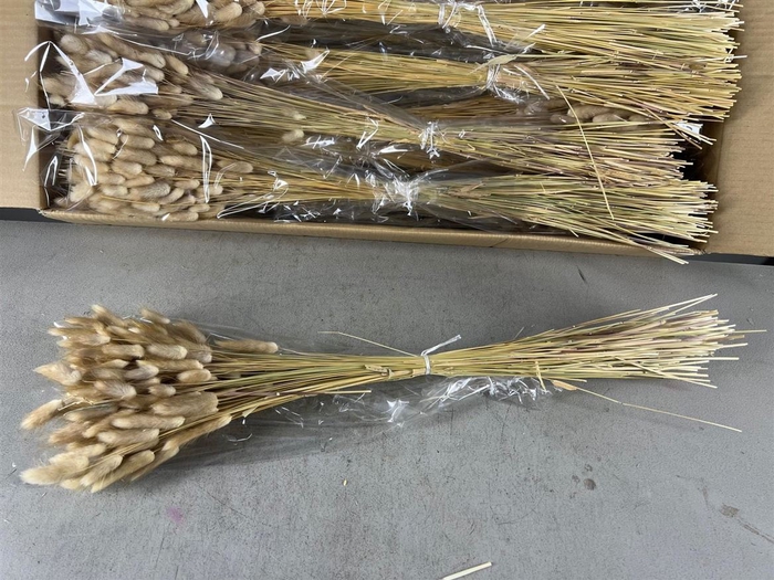 <h4>Dried Lagurus Naturel</h4>