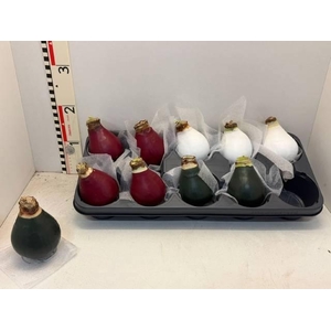 BLOEMBOL HIPPEASTRUM