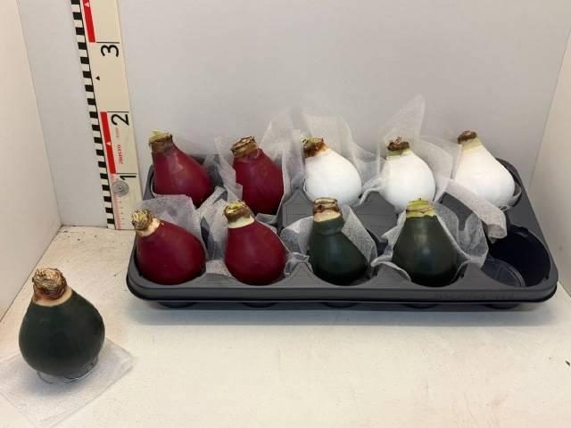 <h4>BLOEMBOL HIPPEASTRUM</h4>