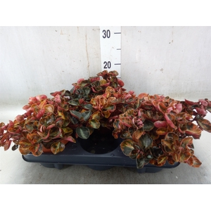 Peperomia caperata   ...