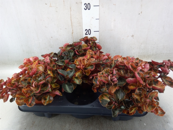 <h4>Peperomia caperata   ...</h4>