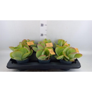 Kalanchoe NF thyrsiflora