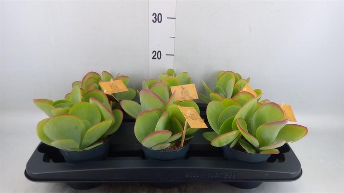 Kalanchoe NF thyrsiflora