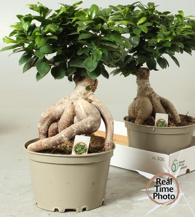 <h4>FIC MI GINSENG</h4>