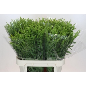 Solidago Golden Glory