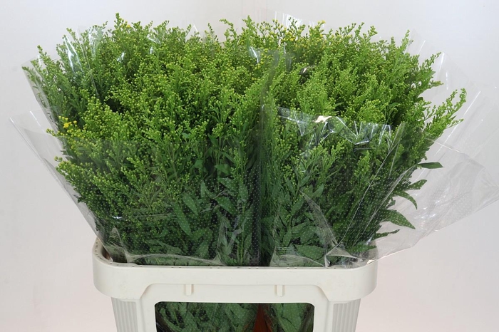 <h4>Solidago Golden Glory</h4>