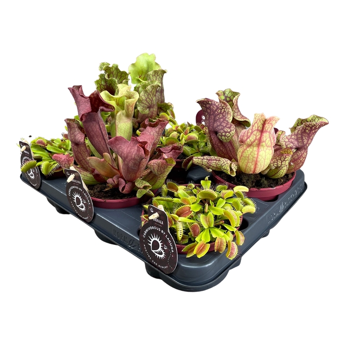 <h4>Vleesetende Planten Gemengd</h4>