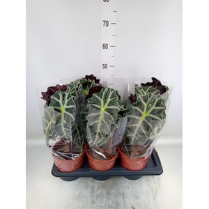 Alocasia amazonica 'Polly'