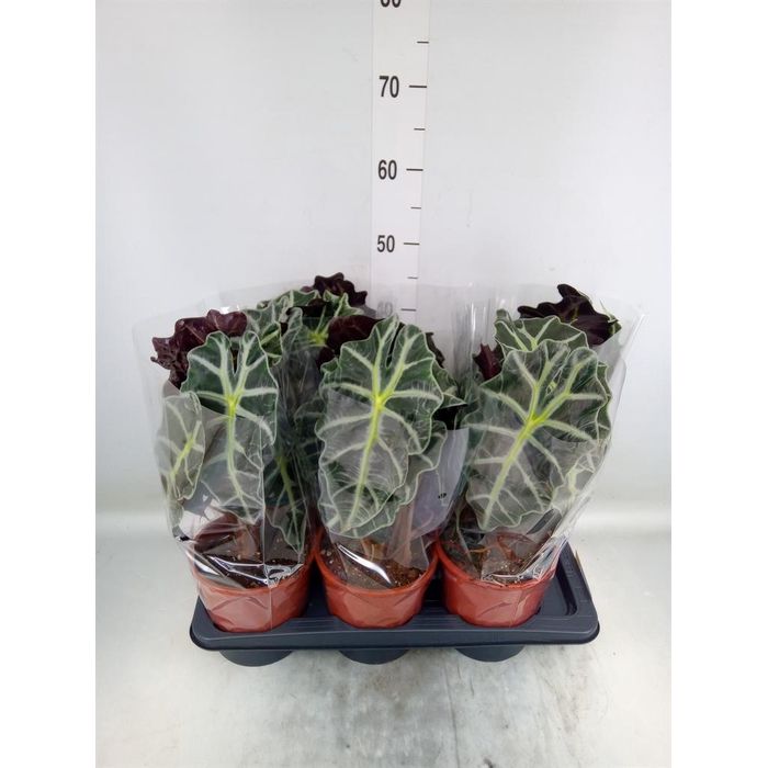 <h4>Alocasia amazonica 'Polly'</h4>