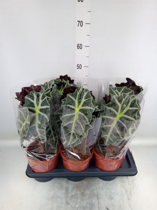 Alocasia amazonica 'Polly'