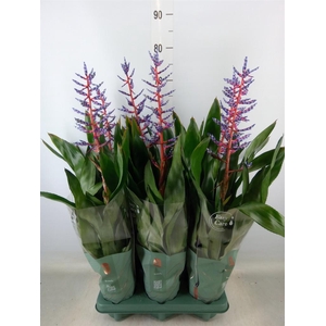 Aechmea  'Blue Rain'