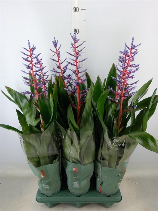 <h4>Aechmea  'Blue Rain'</h4>